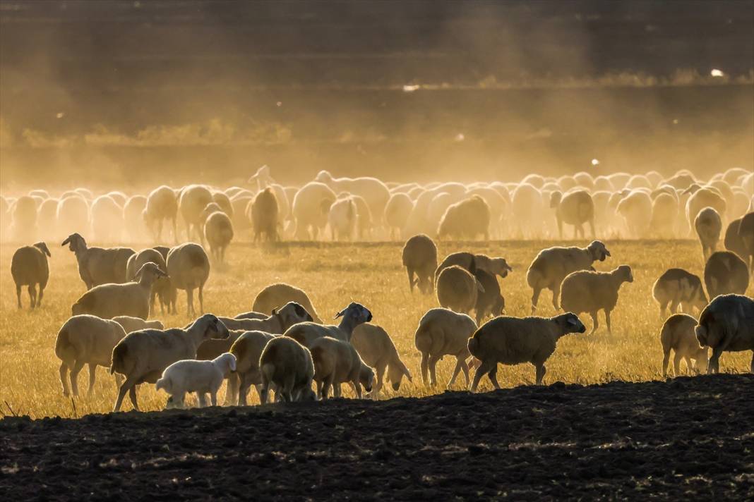 Kavurucu sıcaklar Tuz Gölü'nü kızarttı! Bakteriler cirit atıyor 8